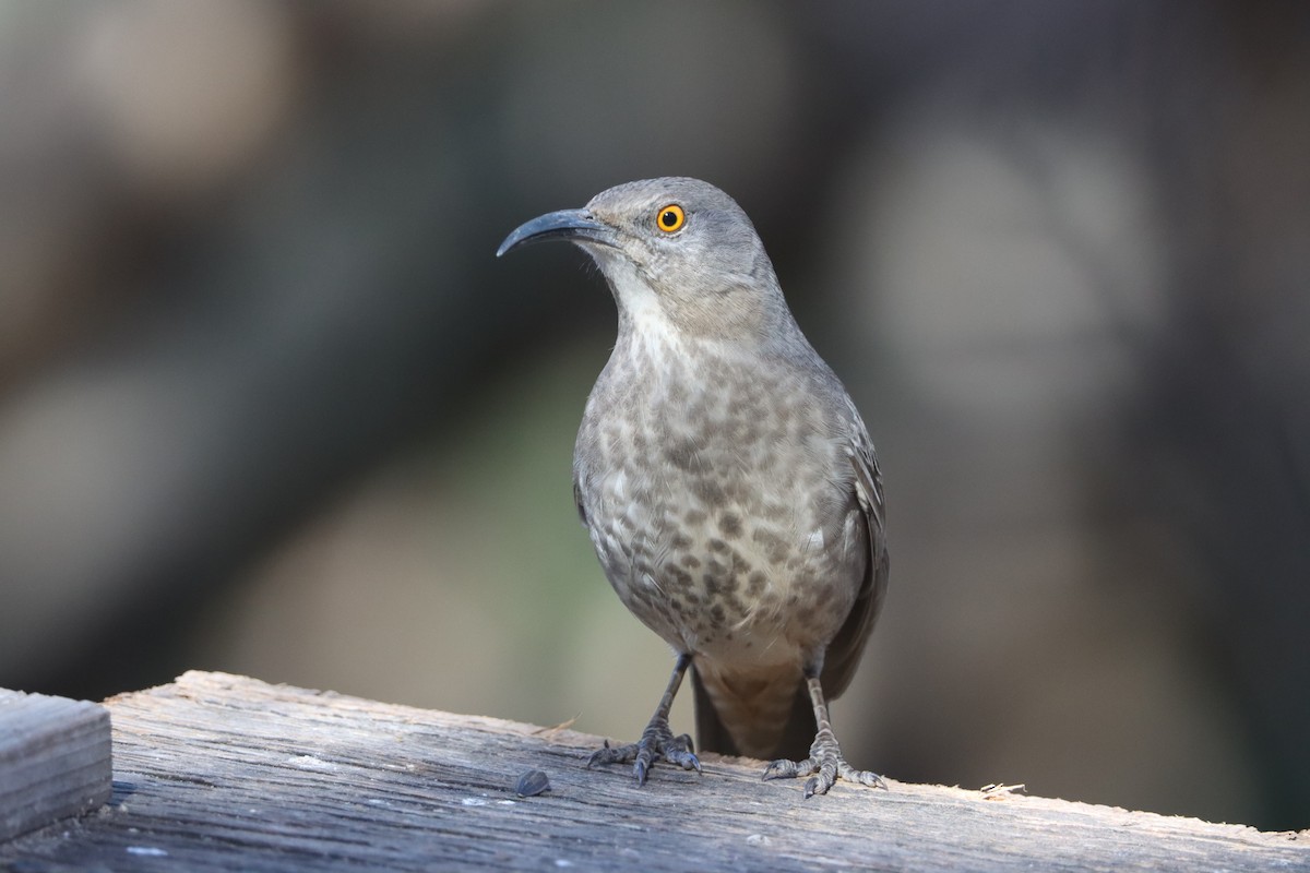 Curve-billed Thrasher - ML646624648