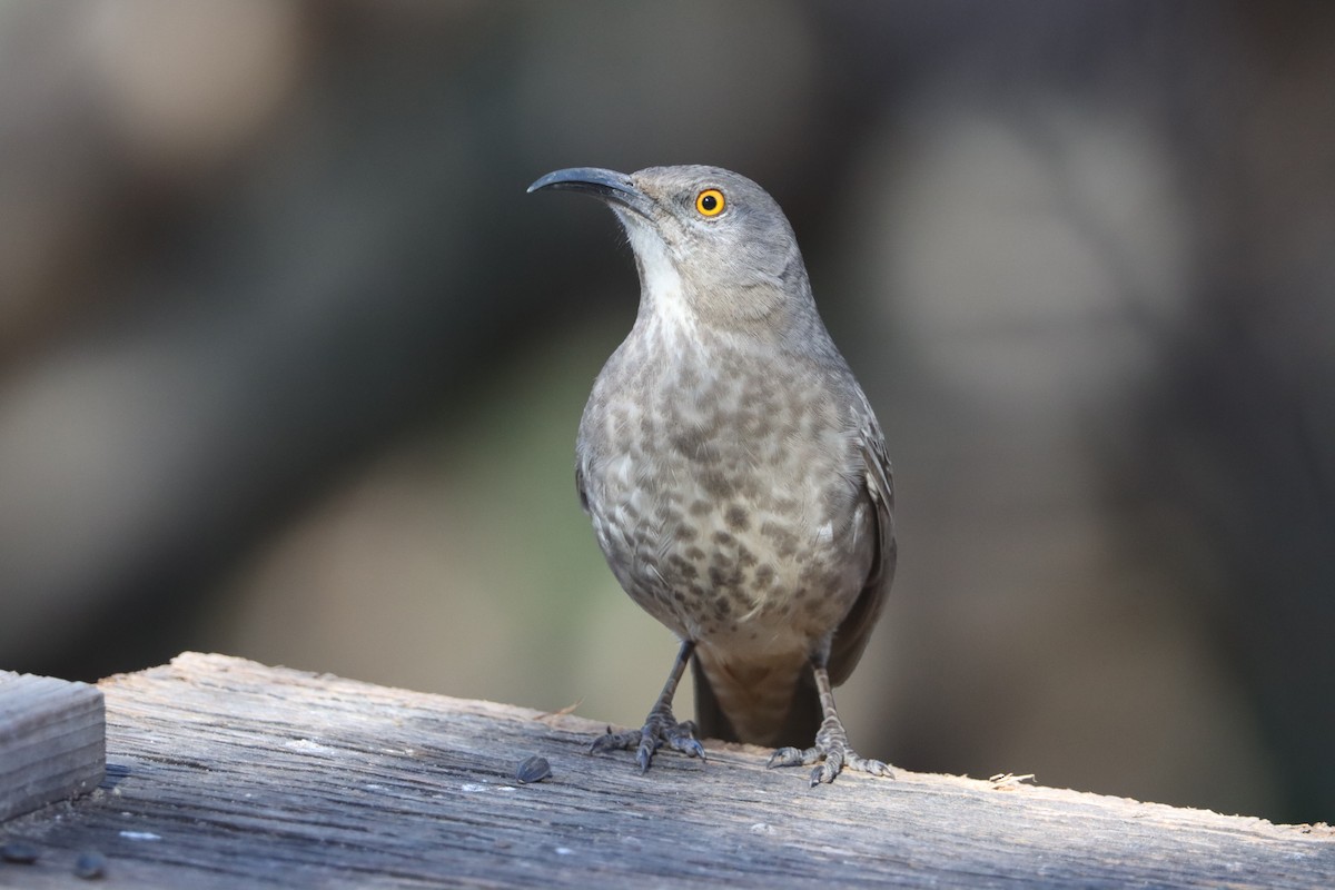 Curve-billed Thrasher - ML646624649