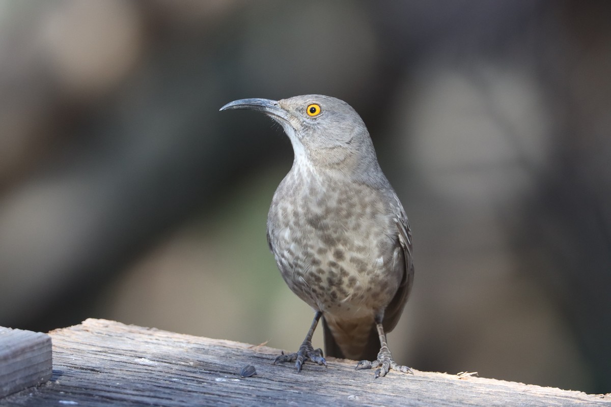 Curve-billed Thrasher - ML646624650