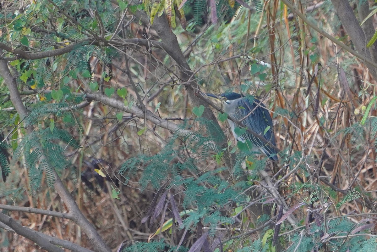 Little Heron - ML646624652