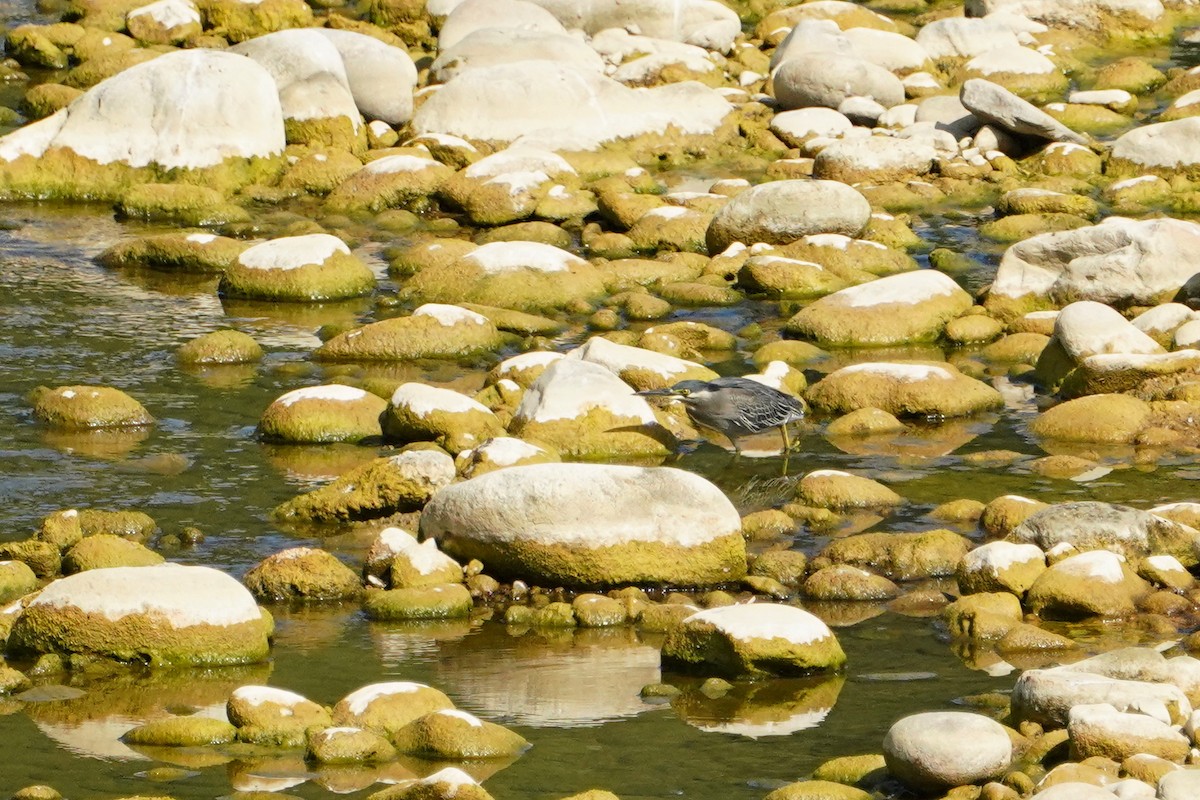 Little Heron - ML646624653