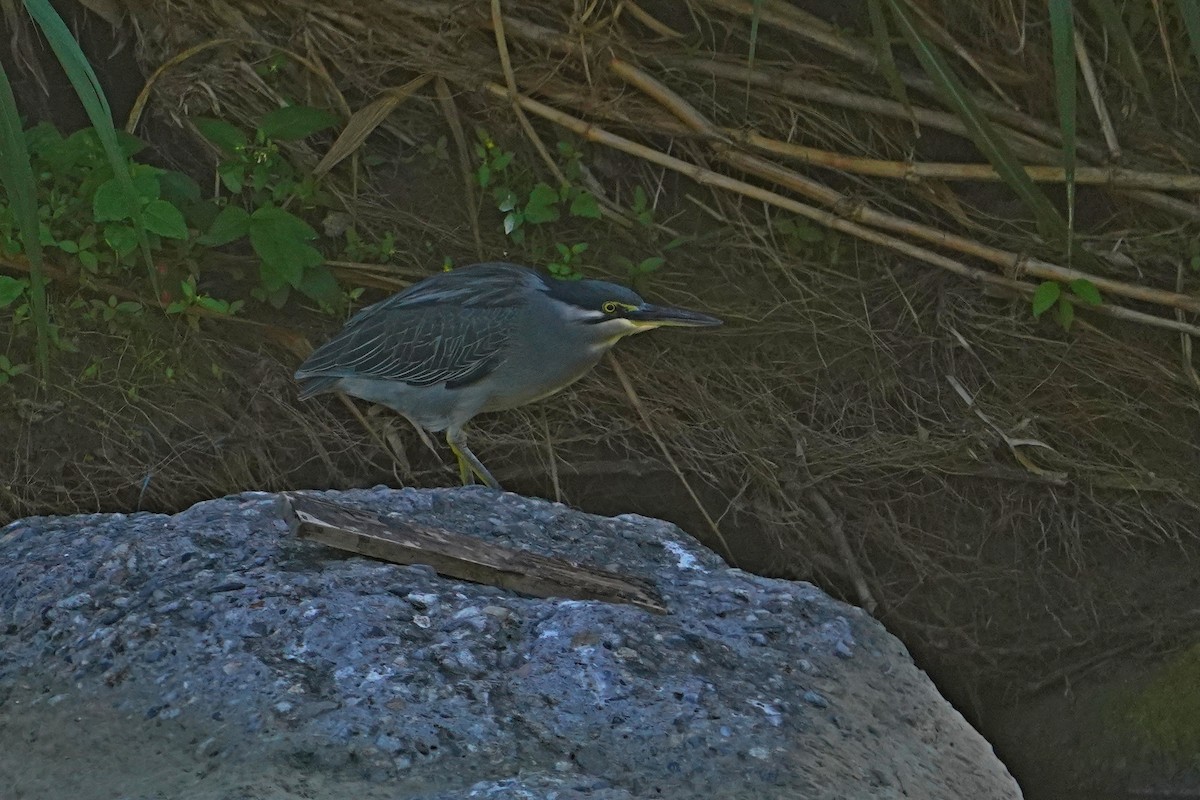 Little Heron - ML646624654