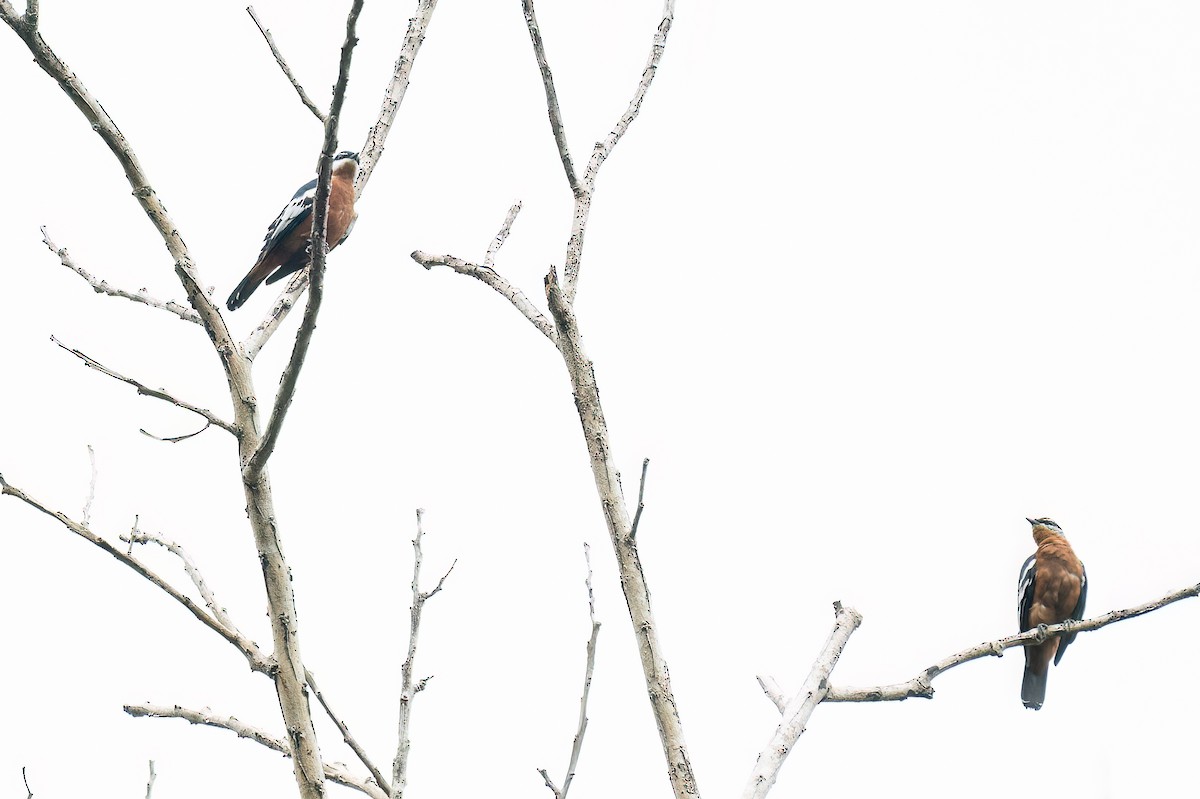 Rufous-bellied Triller - ML646624656