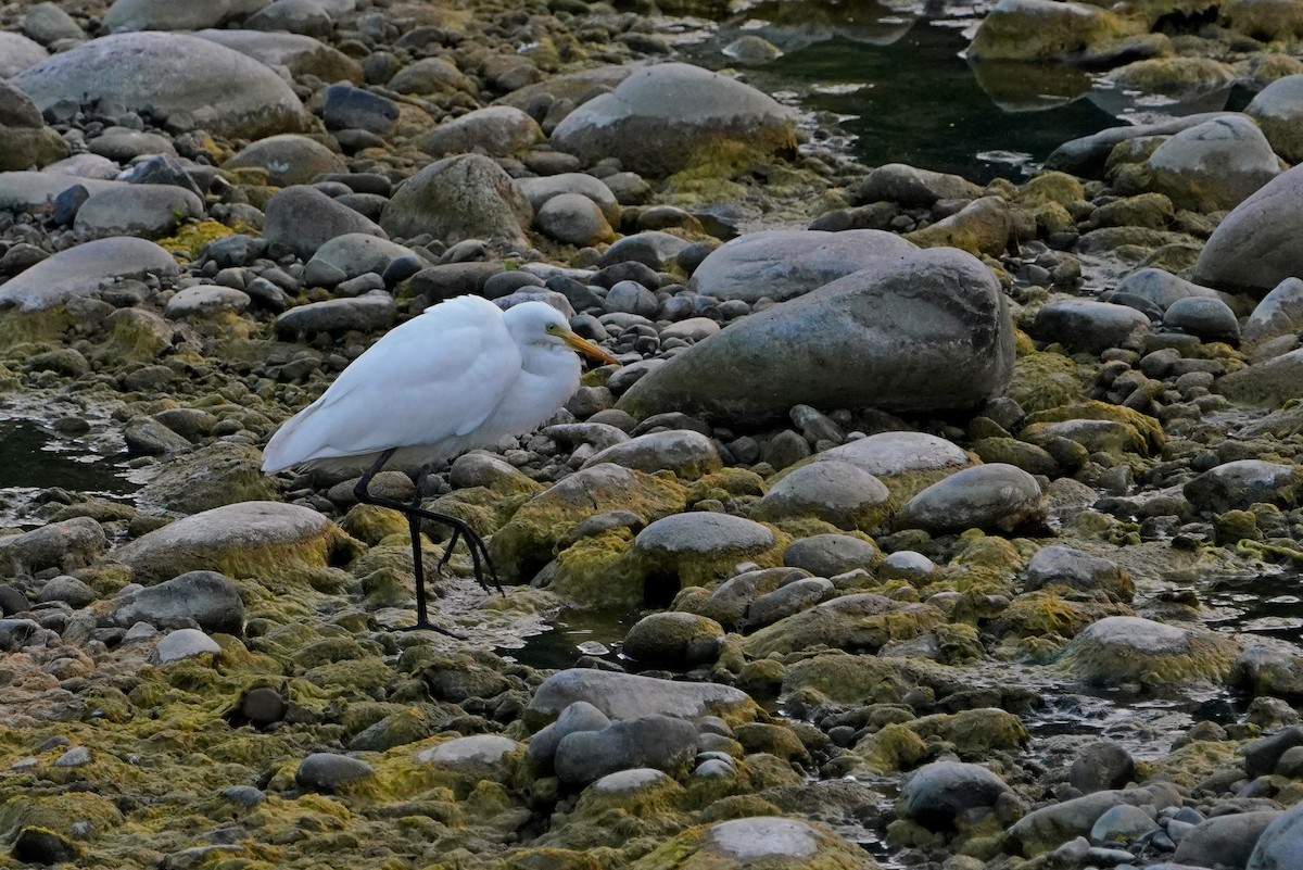 Medium Egret - ML646624657