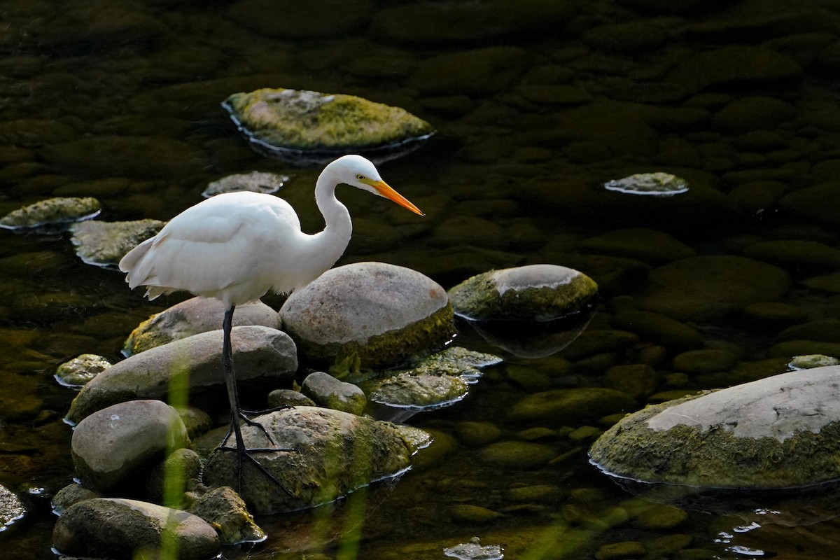 Medium Egret - ML646624658