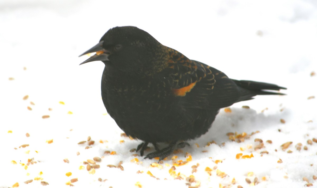 Red-winged Blackbird - ML646624659