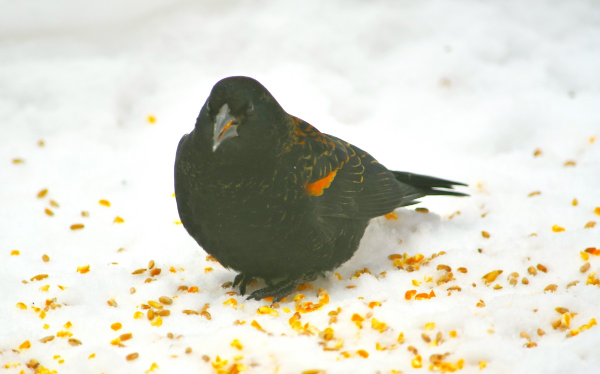 Red-winged Blackbird - ML646624660