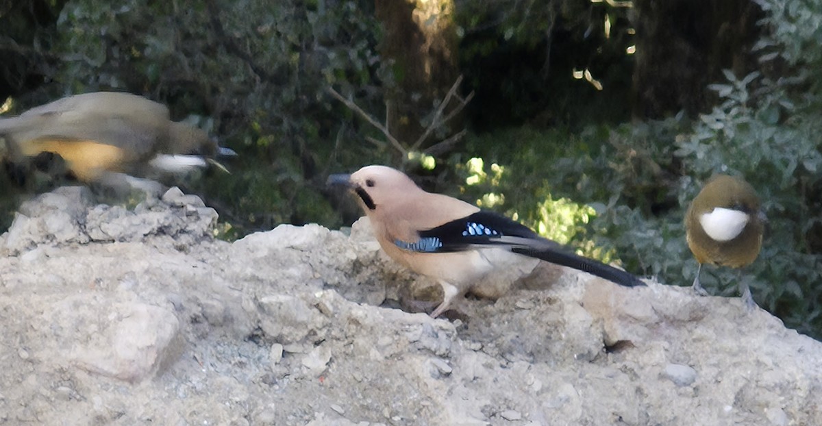 Eurasian Jay - ML646624661
