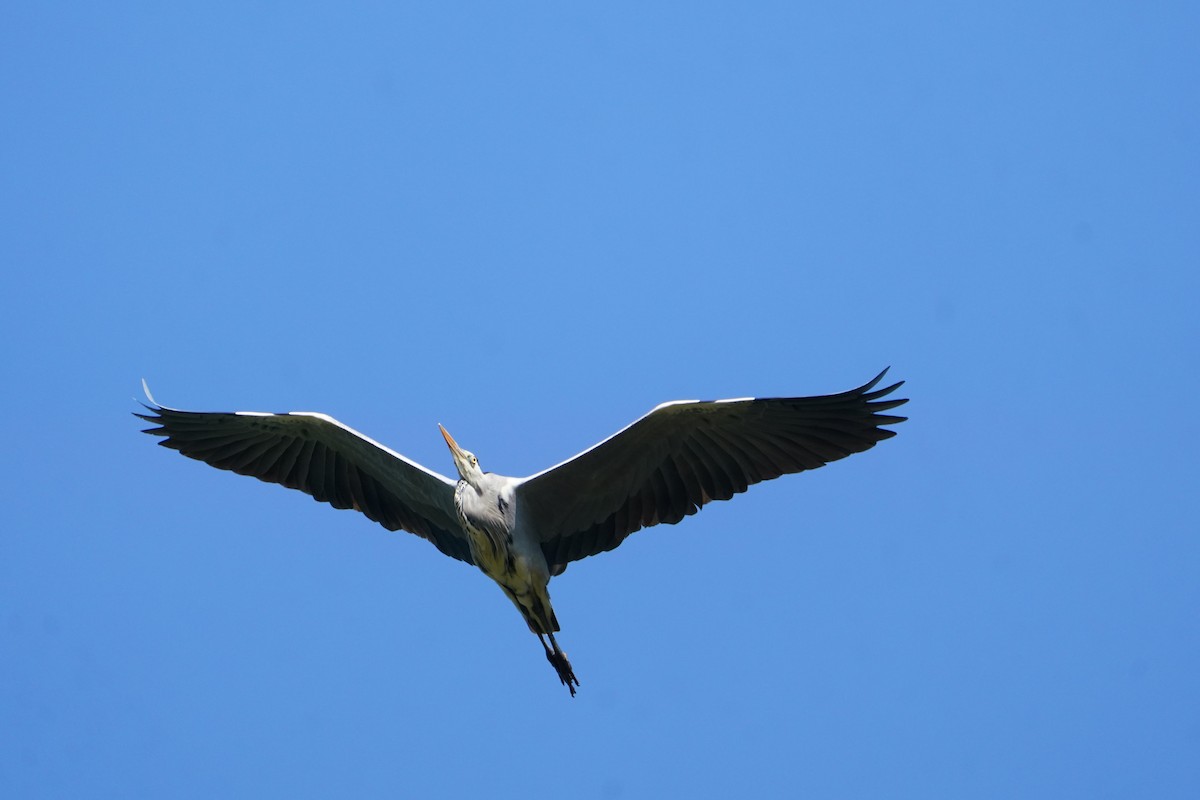 Gray Heron - ML646624662