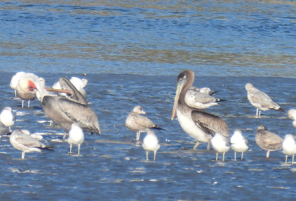 Brown Pelican - ML646624663