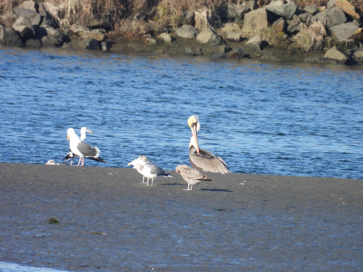 Brown Pelican - ML646624664
