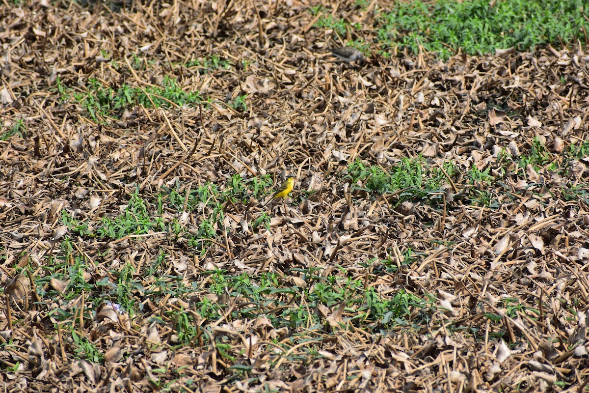 Western Yellow Wagtail - ML646624665