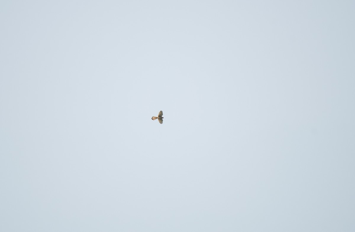 Eurasian Kestrel - ML646624666