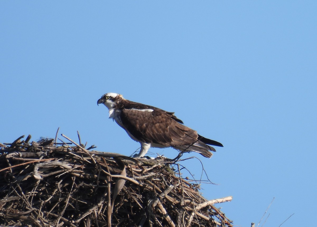 Osprey - ML646624669