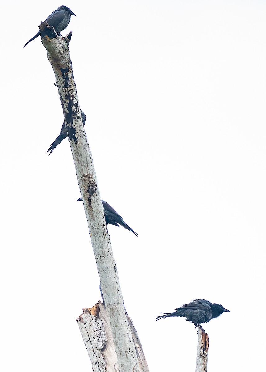 Moluccan Starling - ML646624670