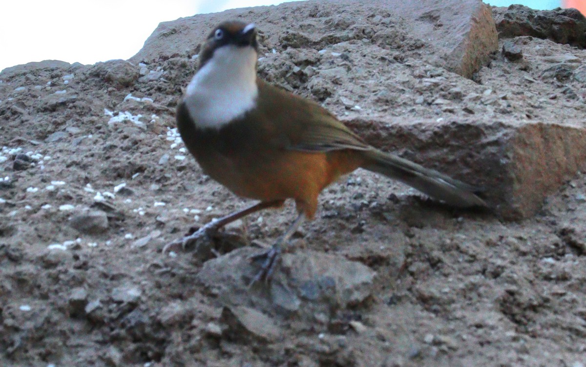 White-throated Laughingthrush - ML646624672
