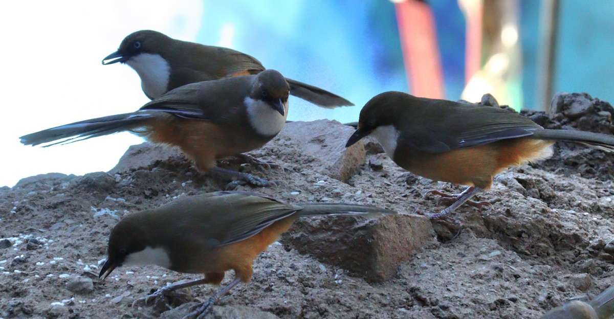 White-throated Laughingthrush - ML646624673