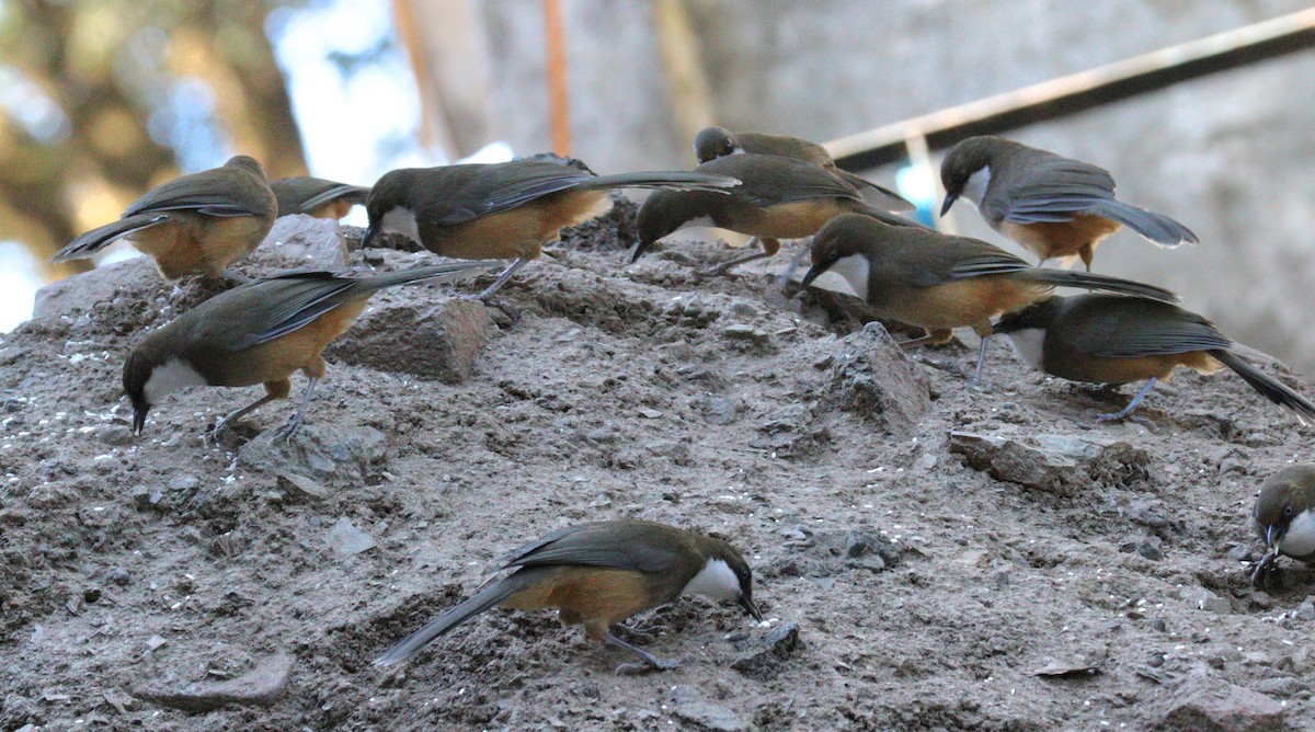 White-throated Laughingthrush - ML646624674