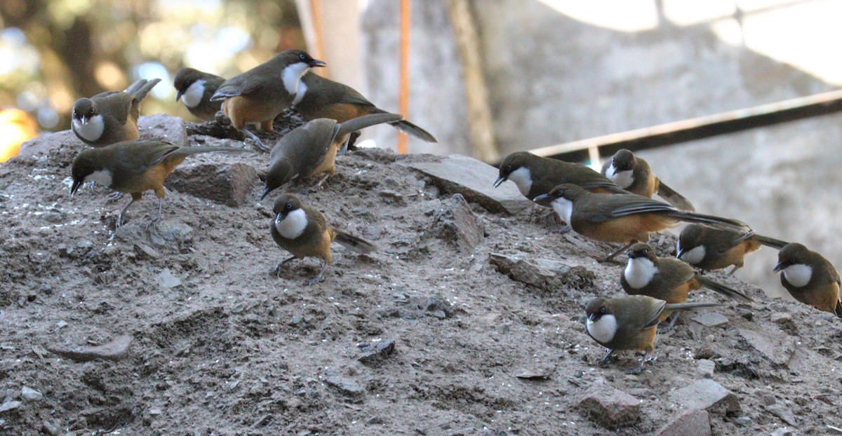 White-throated Laughingthrush - ML646624675
