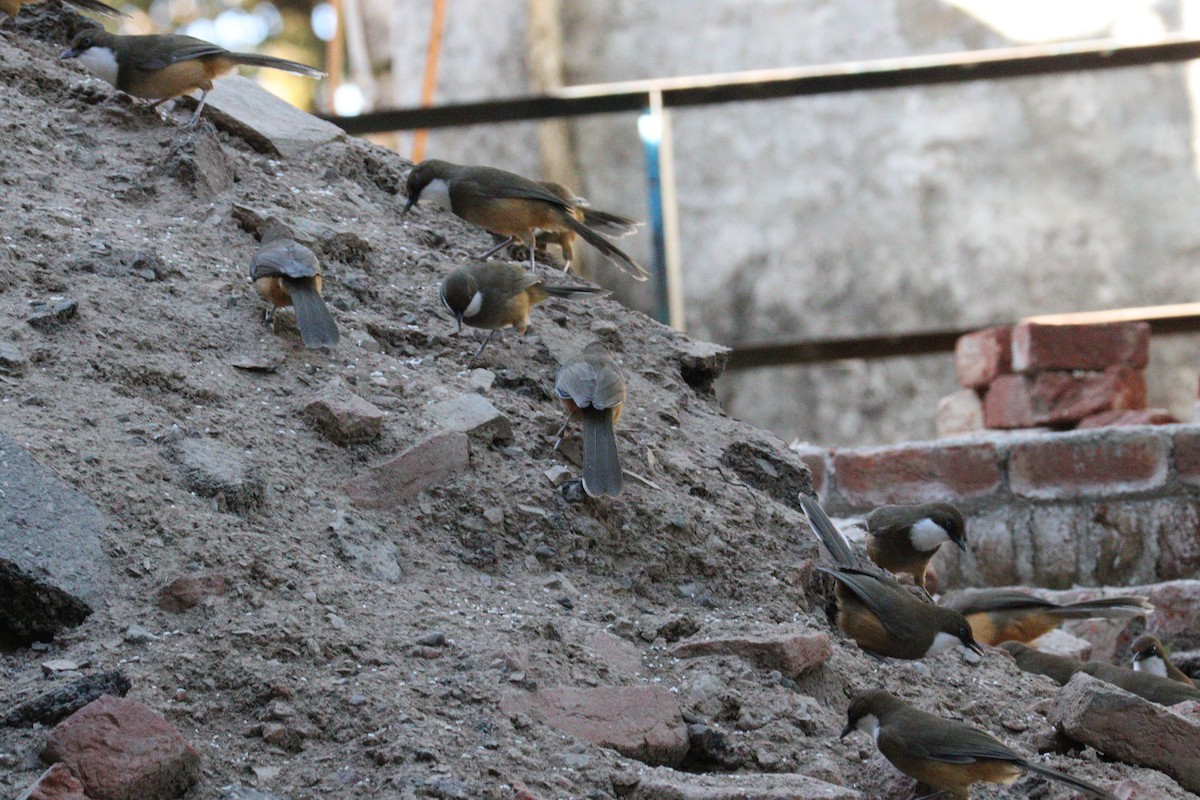 White-throated Laughingthrush - ML646624676
