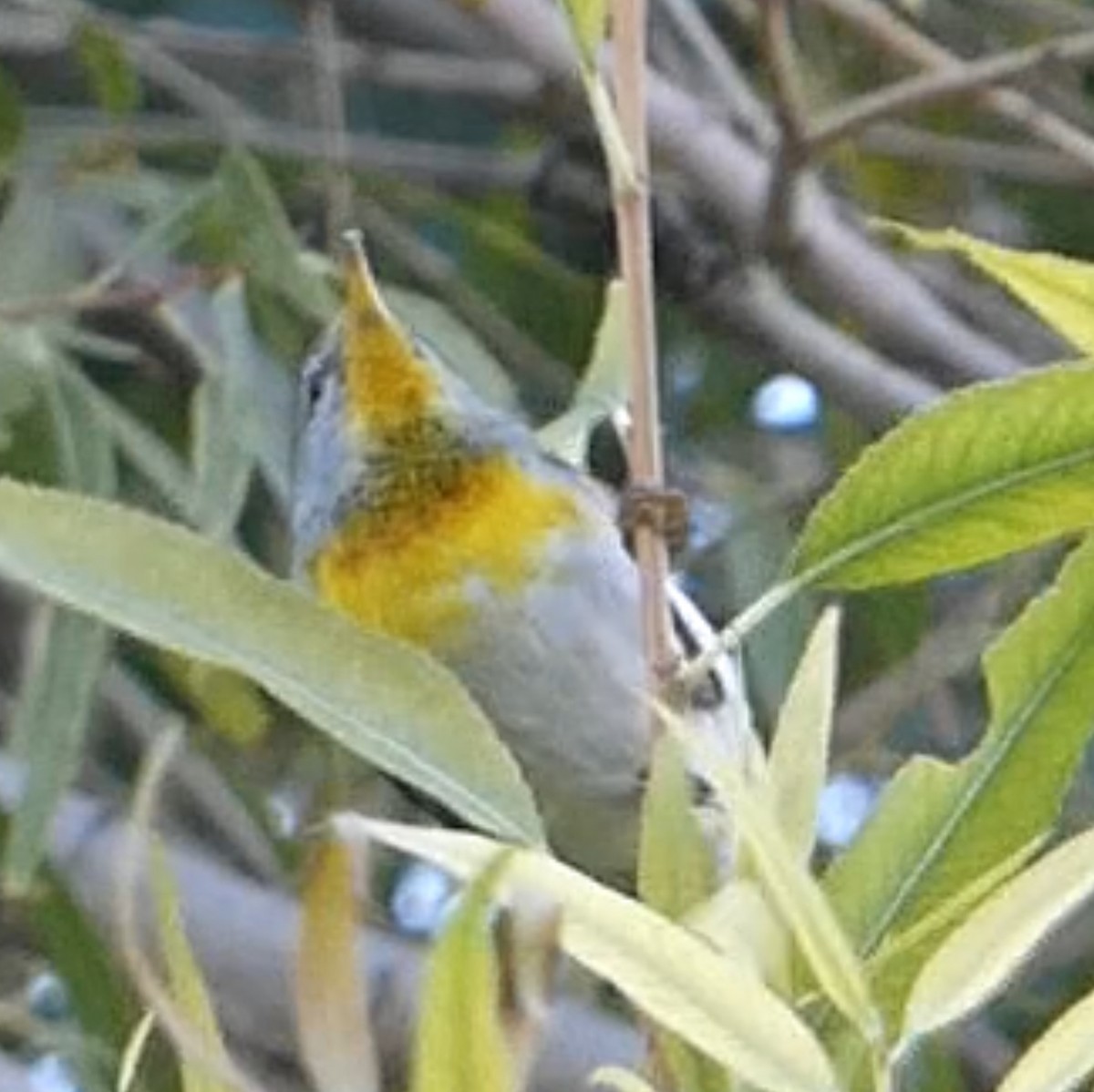 Очковая древесница - ML646624677