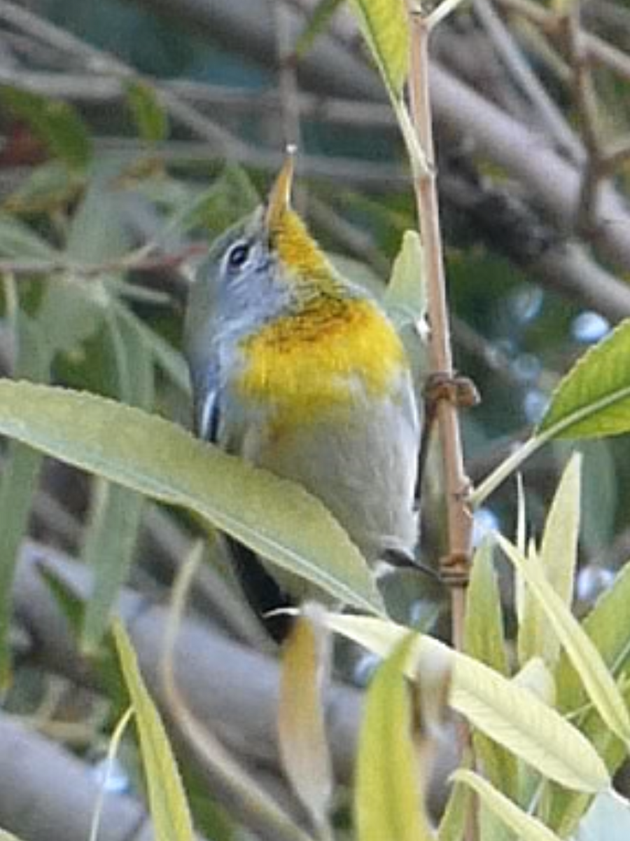 Очковая древесница - ML646624678