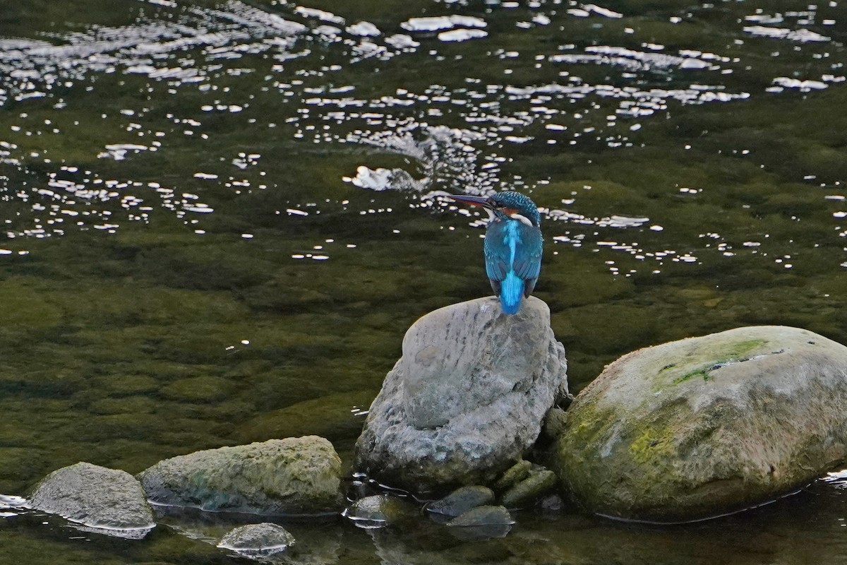 Common Kingfisher - ML646624679