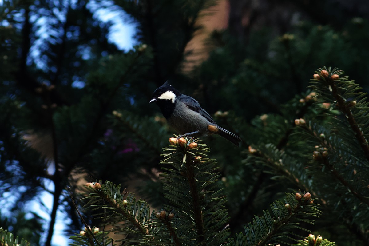 Rufous-vented Tit - ML646624680