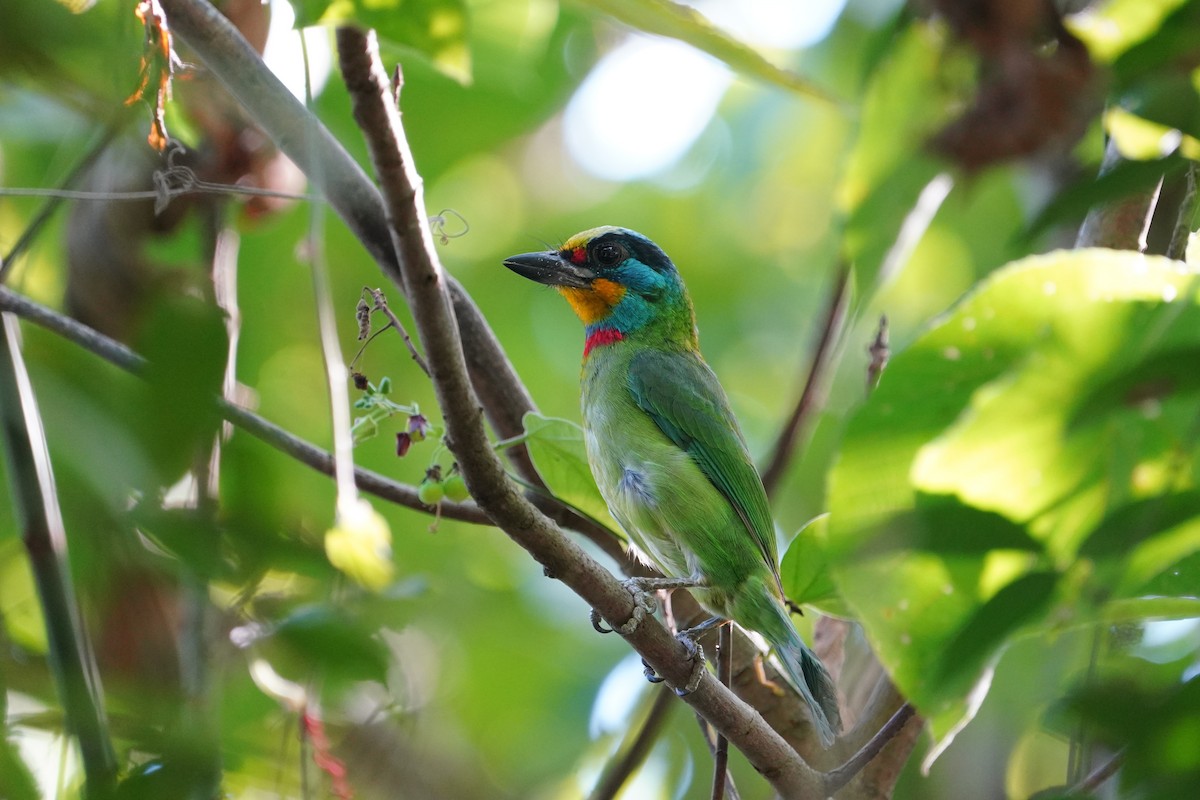 Taiwan Barbet - ML646624681