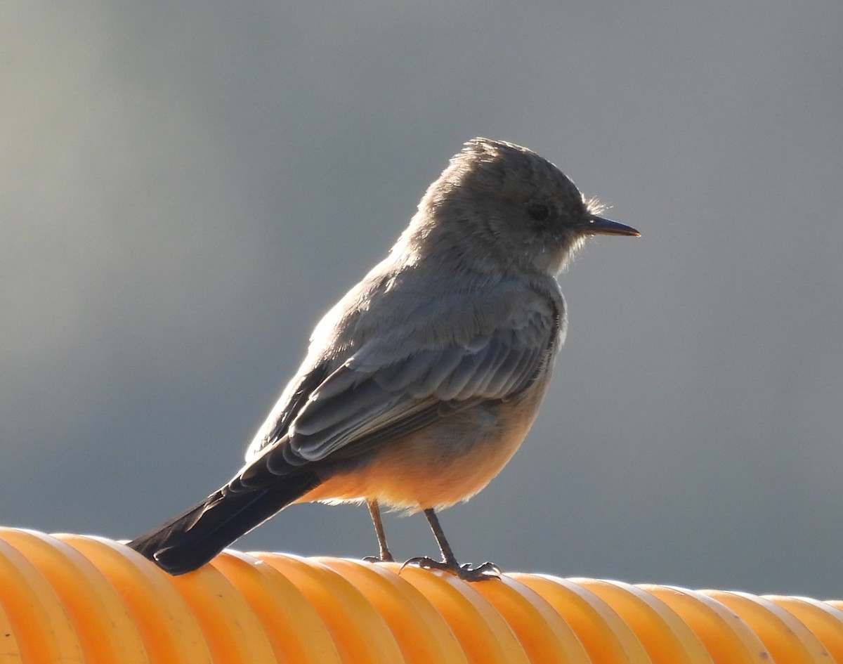 Say's Phoebe - ML646624682