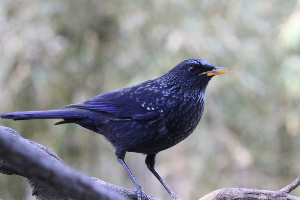Blue Whistling-Thrush - ML646624683