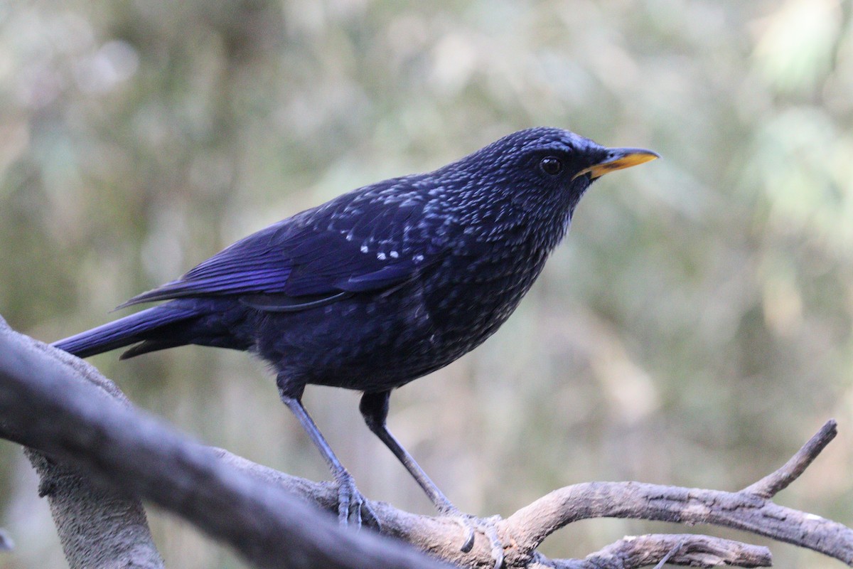 Blue Whistling-Thrush - ML646624684