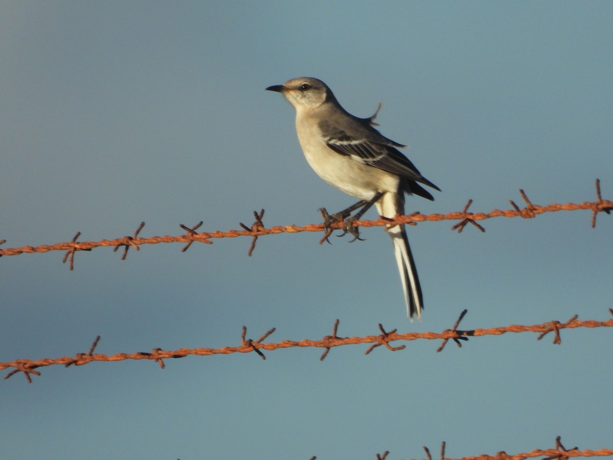Northern Mockingbird - ML646624685