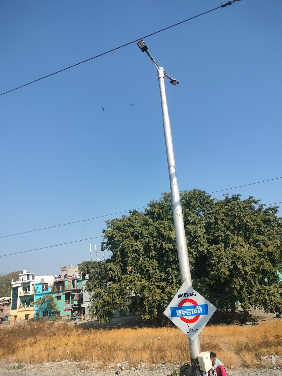 Black Kite - ML646624689