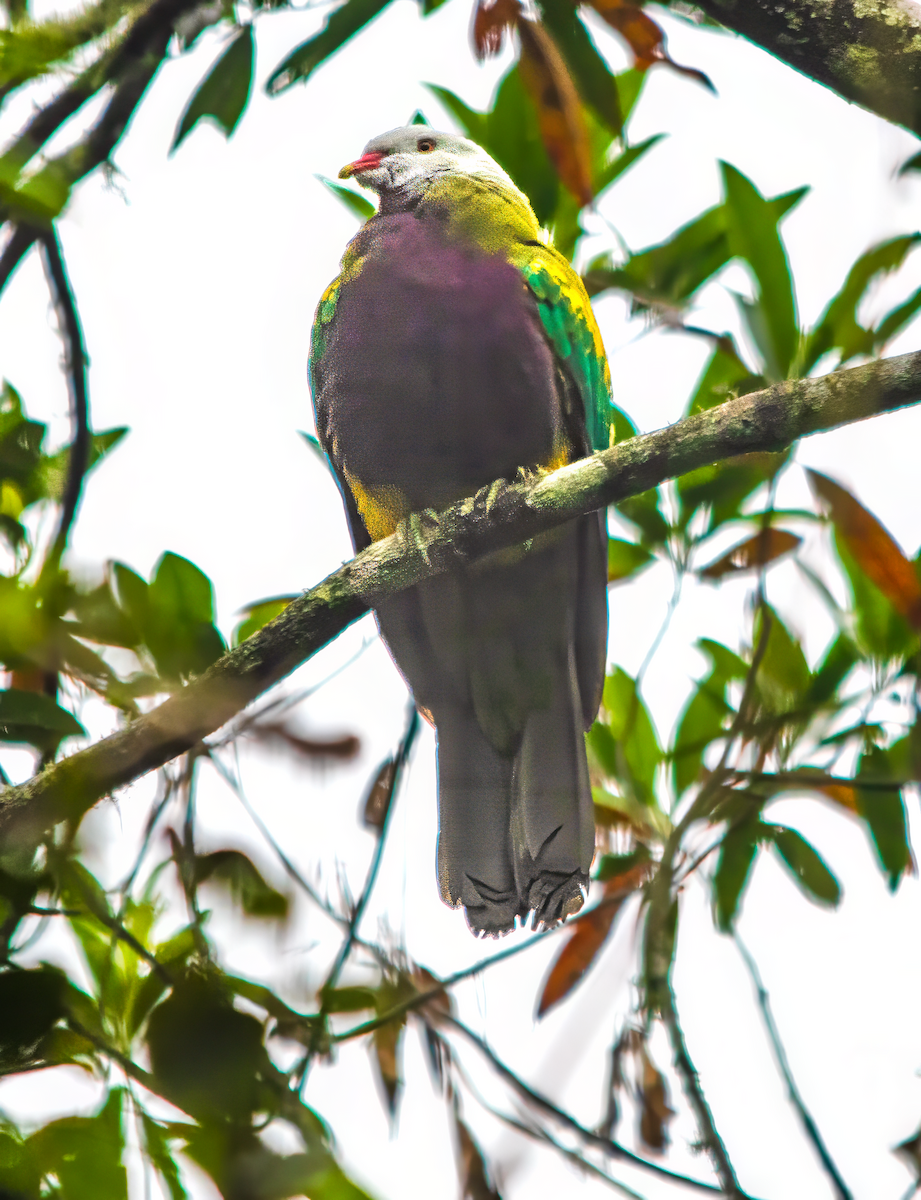 Wompoo Fruit-Dove - ML646624691