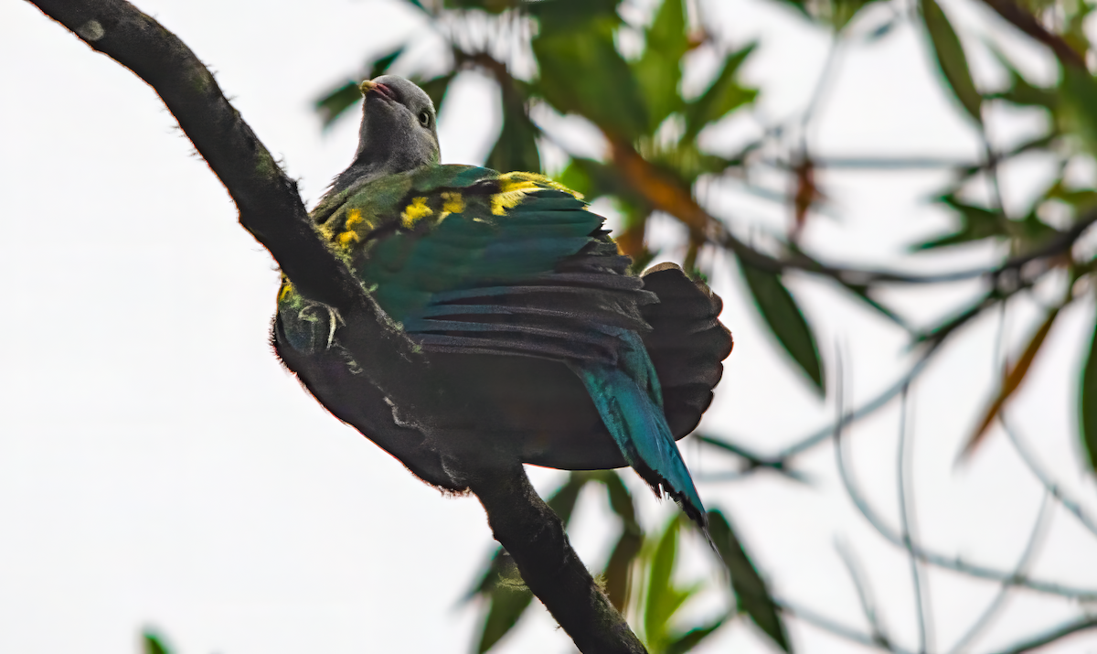 Wompoo Fruit-Dove - ML646624692
