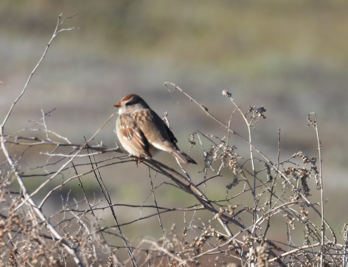 Chingolo Coroniblanco - ML646624693