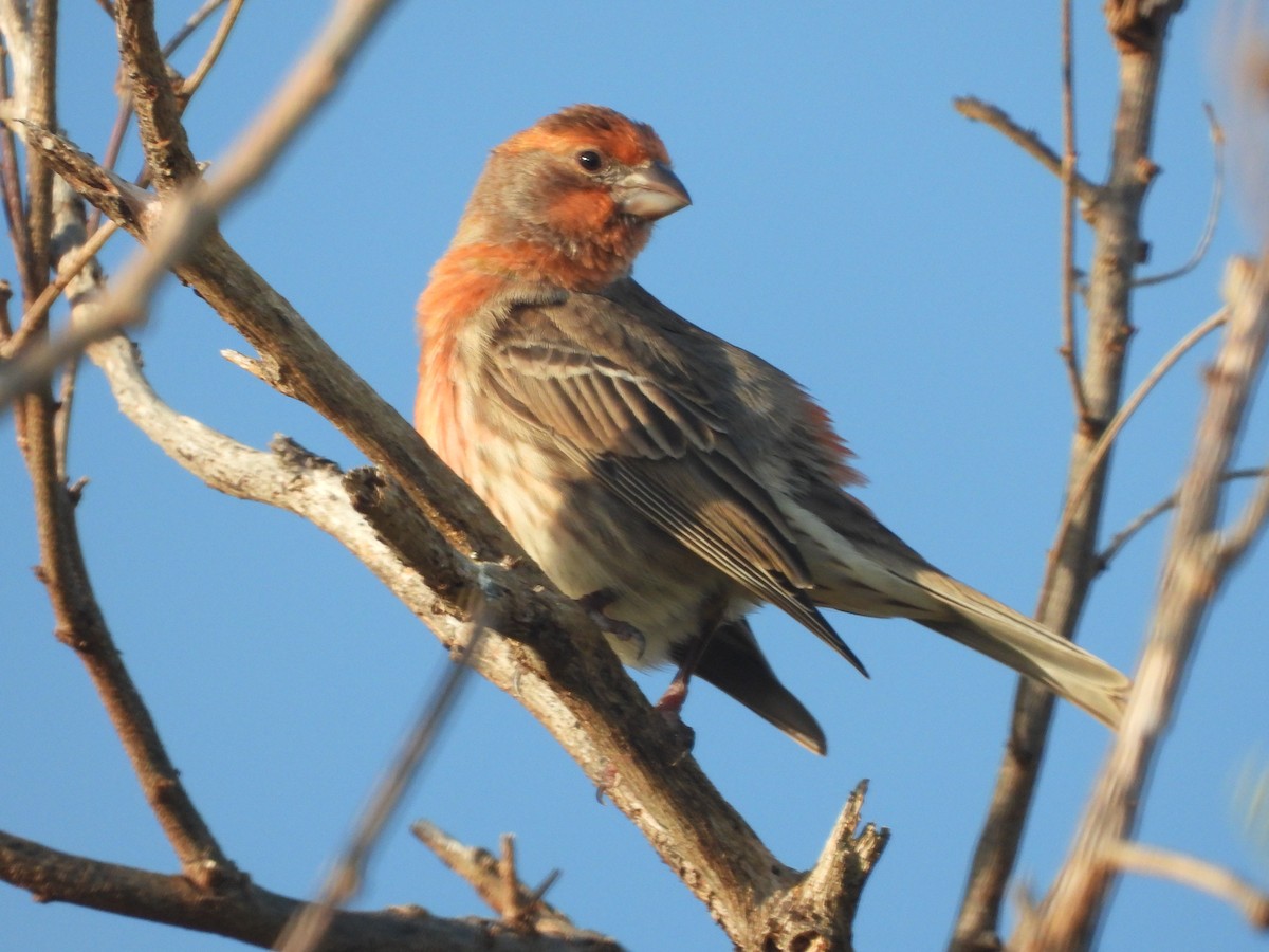 House Finch - ML646624697