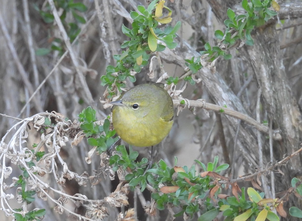 Reinita Coroninaranja - ML646624700