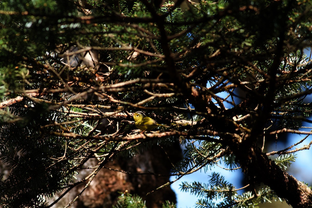 比氏鶲鶯 - ML646624701