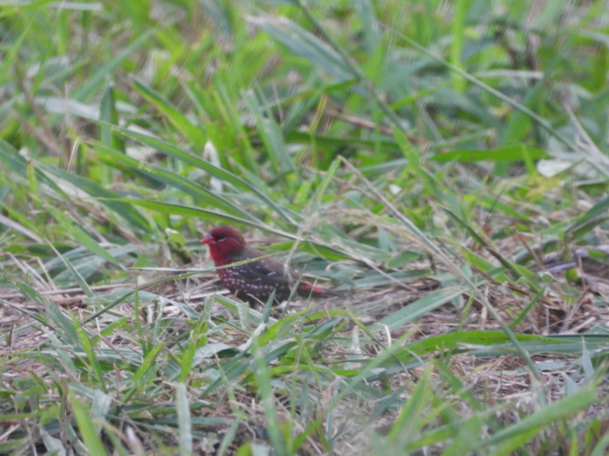 Red Avadavat - ML646624705