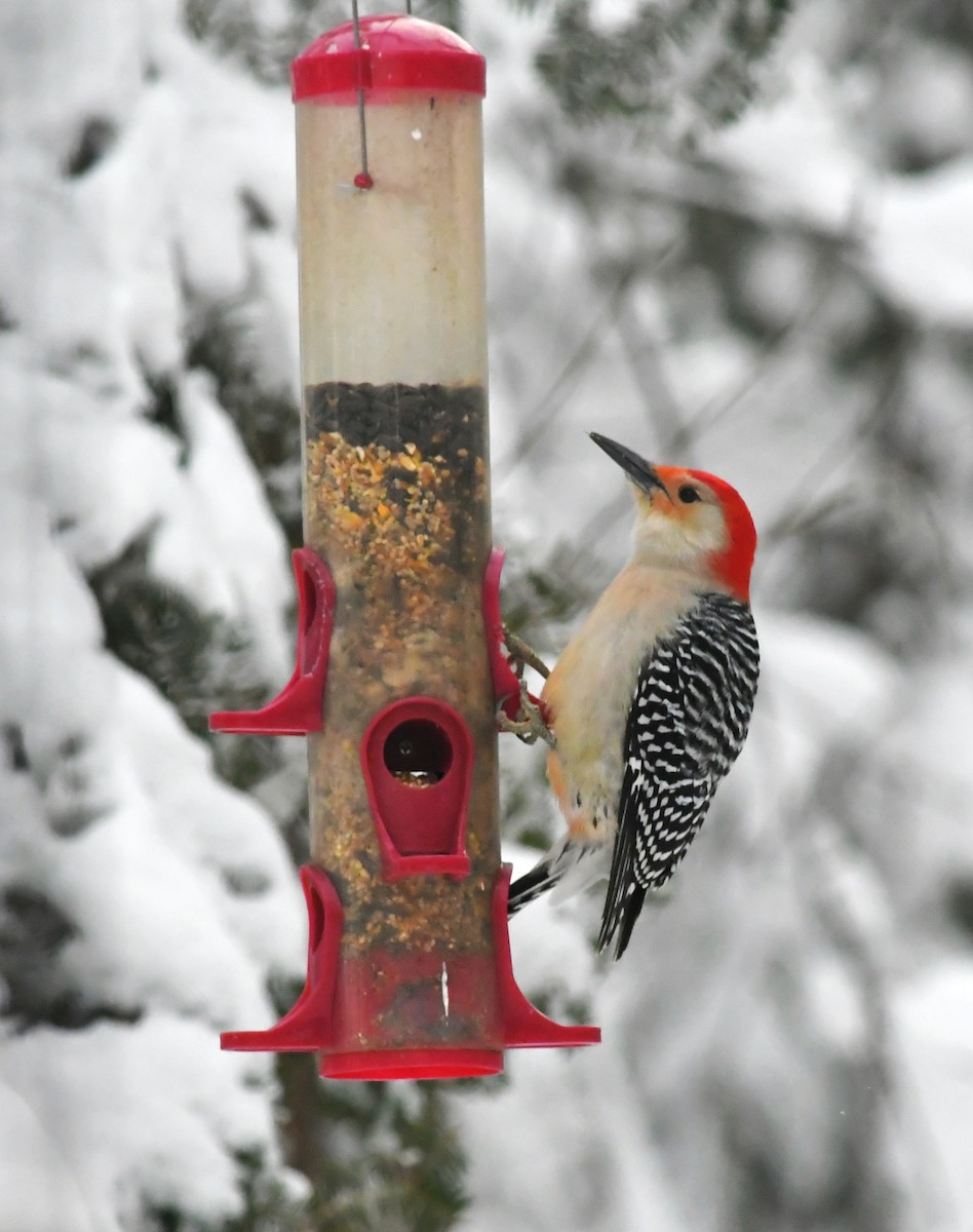 Red-bellied Woodpecker - ML646624706