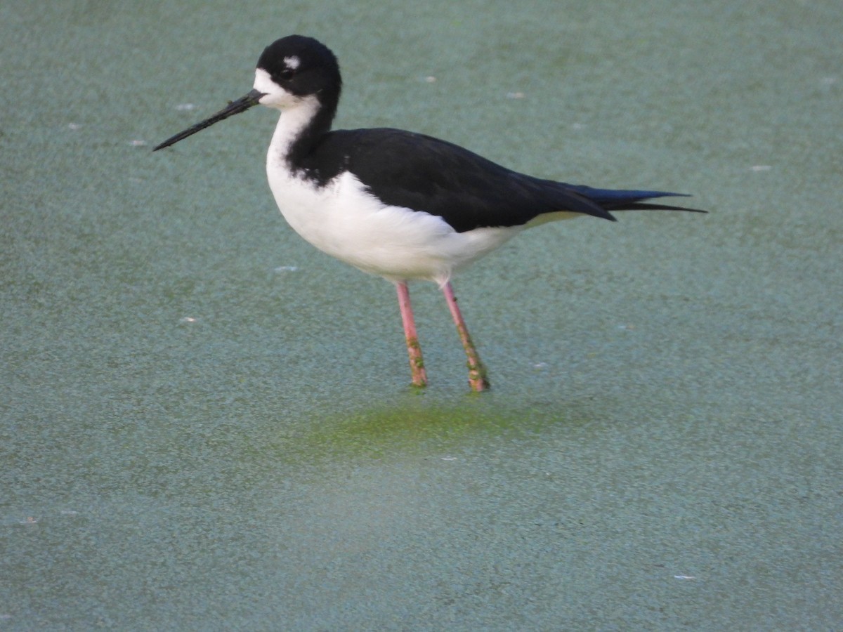 Black-necked Stilt - ML646624708