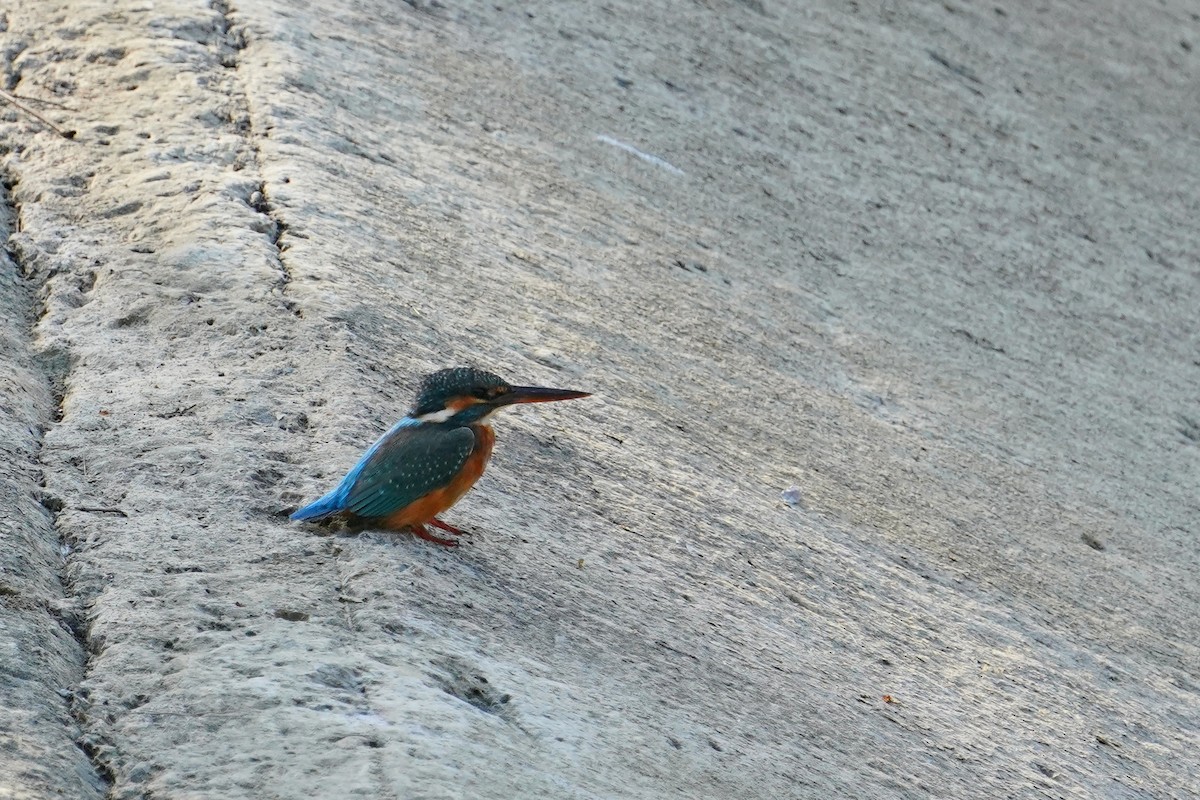 翠鳥 - ML646624711