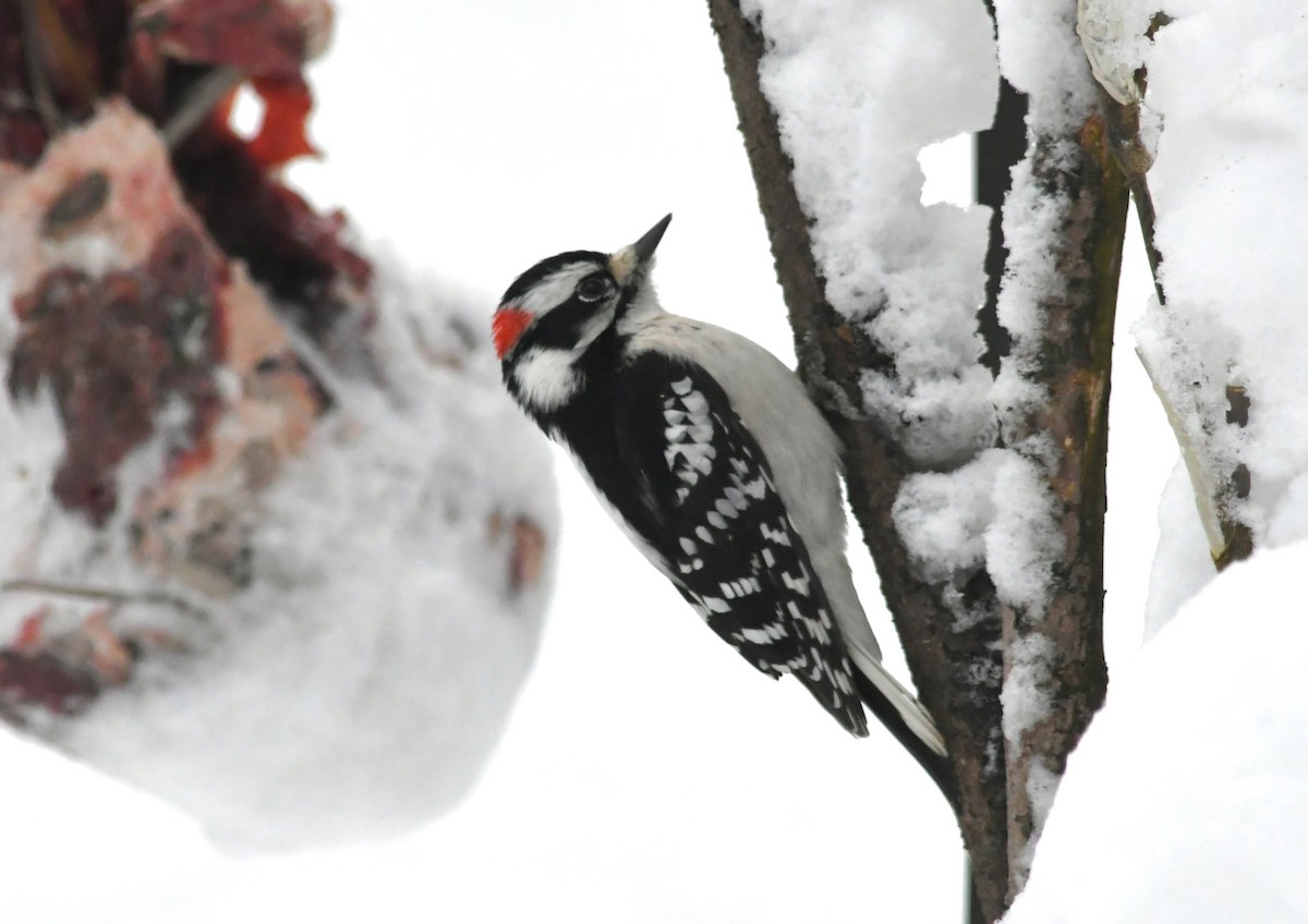 Downy Woodpecker - ML646624712