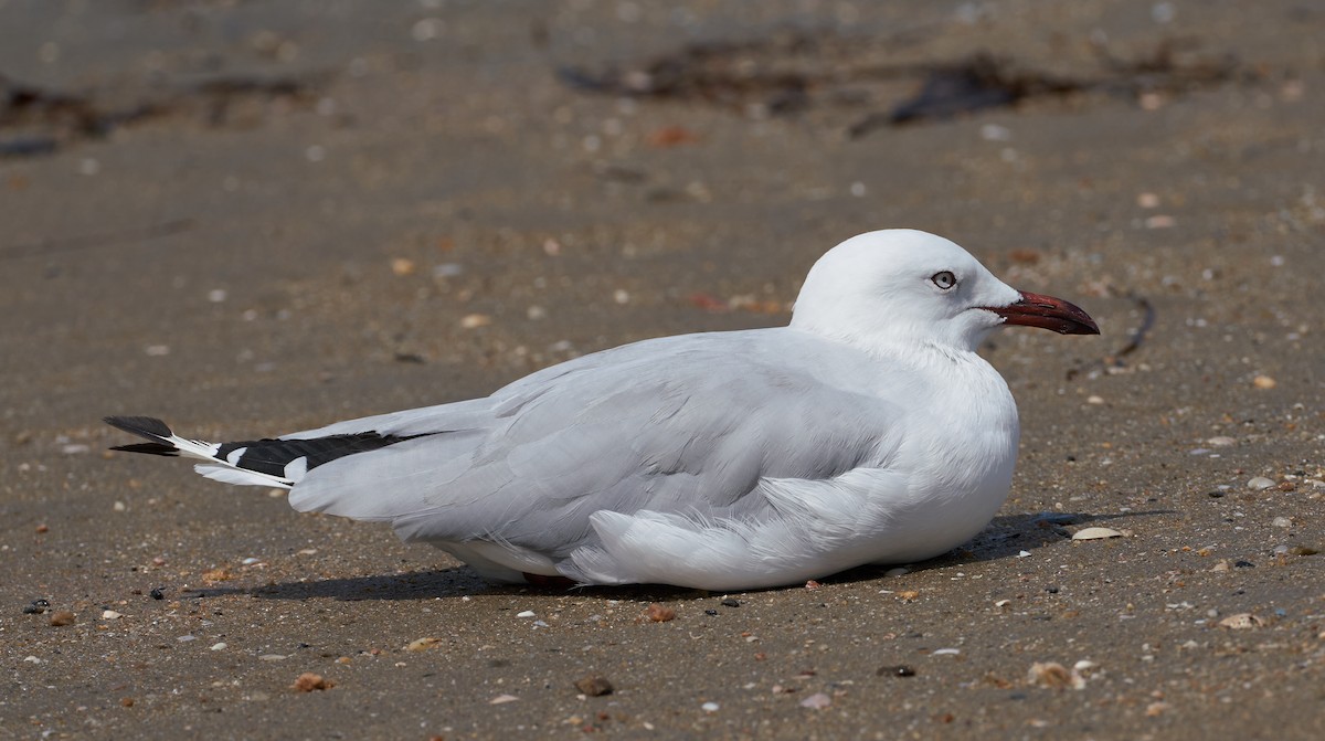 ギンカモメ - ML646624713