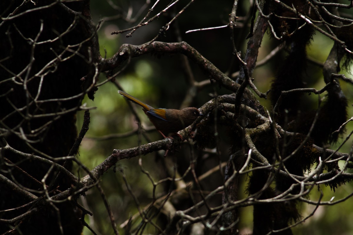 Elliot's Laughingthrush - ML646624715