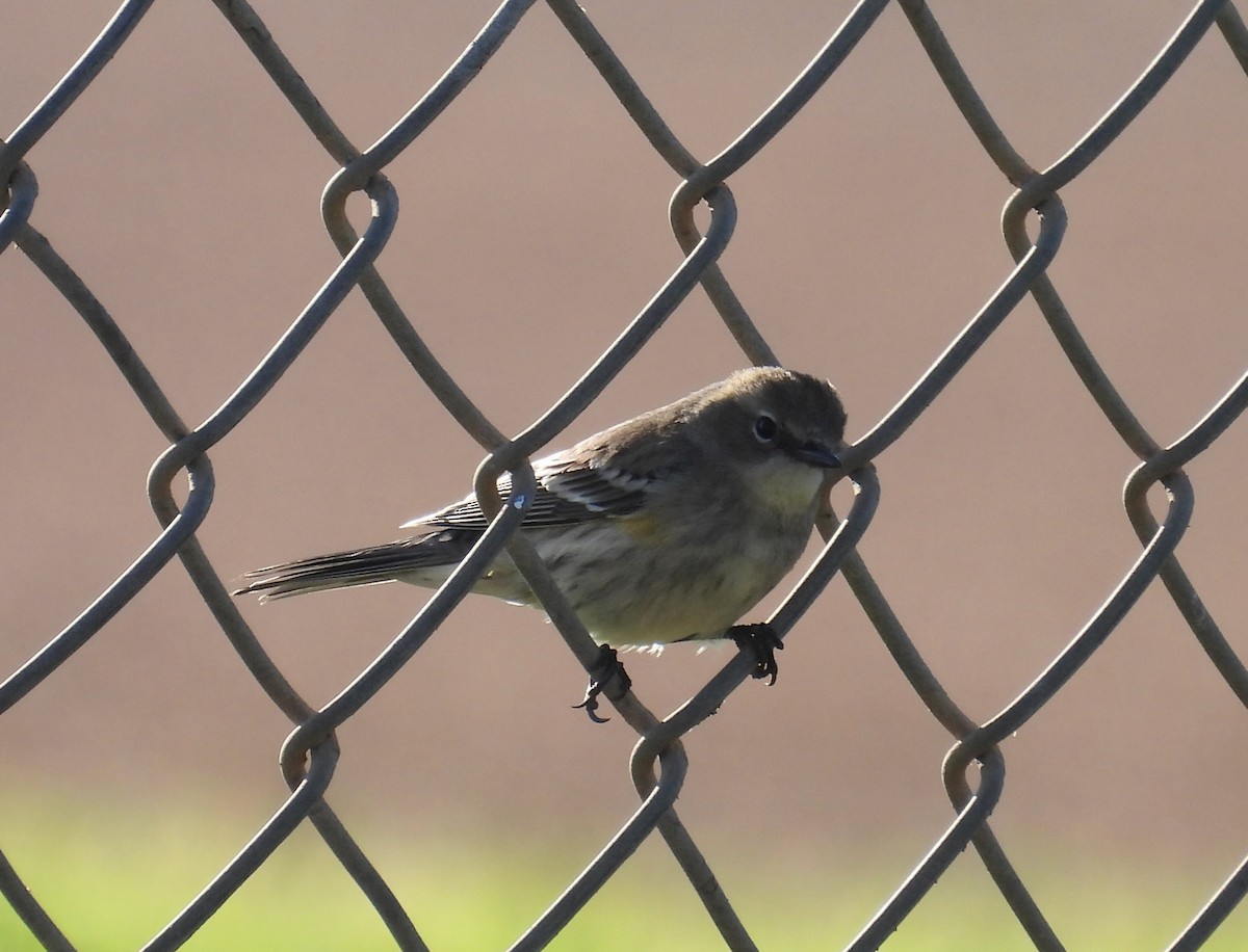 Reinita Coronada - ML646624716