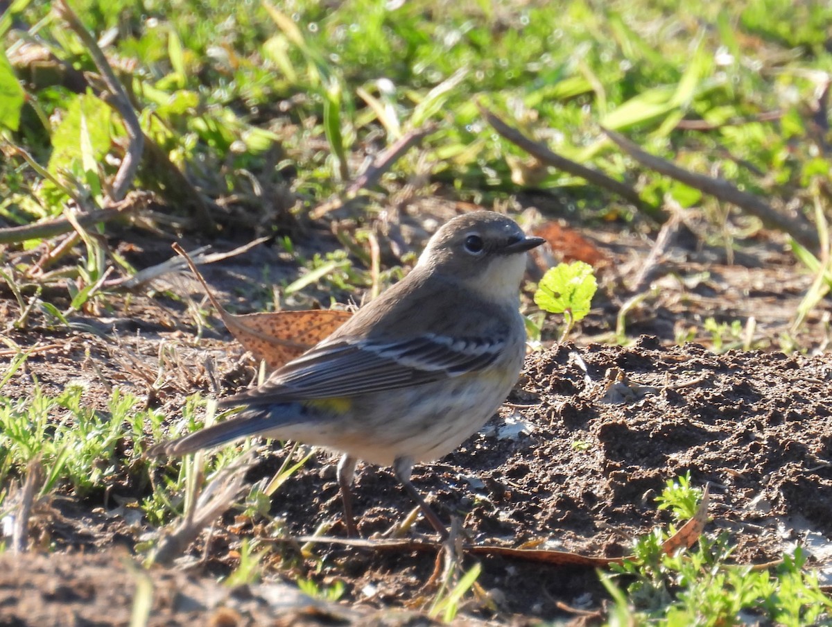 Reinita Coronada - ML646624717