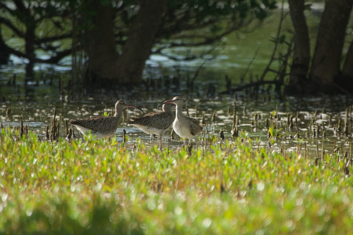Regenbrachvogel - ML646624718